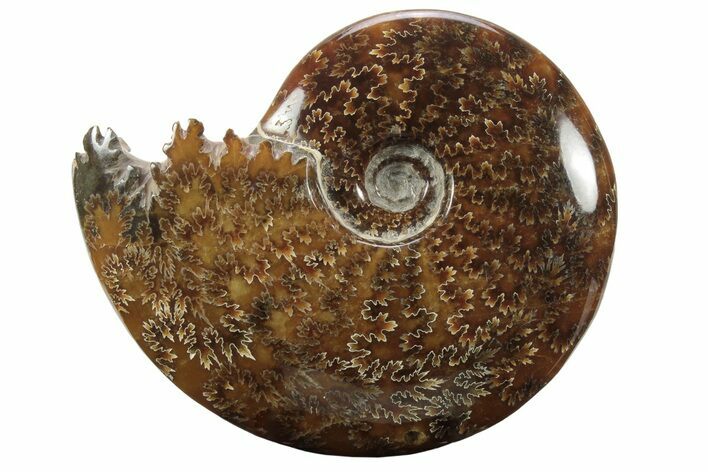 Polished Ammonite (Cleoniceras) Fossil - Madagascar #233506